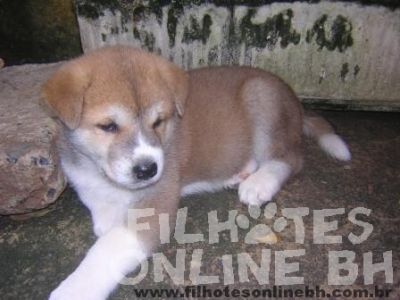 Akita Canil Filhotes On Line BH 