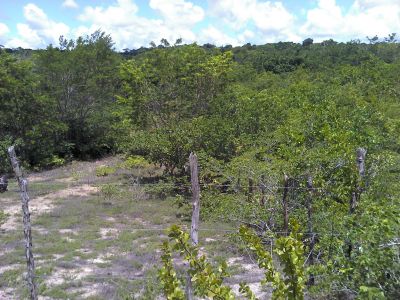 VENDO TERRENO PRAIA DA PIPA