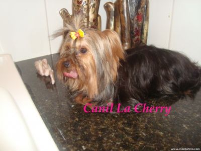 Canil La Cherry anuncia a venda de Yorkshire Micros e Bibelôs