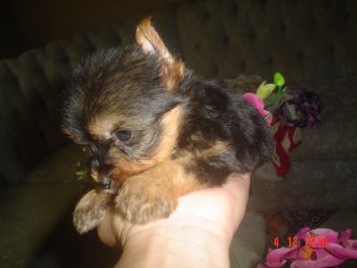 VENDO FILHOTES DE CACHORROS. 4361-8917 OU 7694-5581