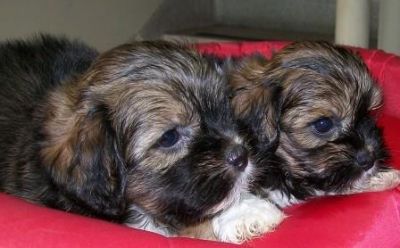 Promoção de pascoa, lhasa apso, macho, Porto Alegre,