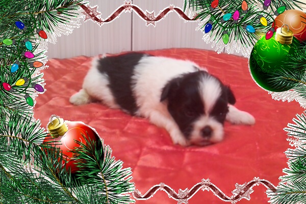 Lindas Fêmeas de Lhasa Apso