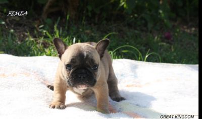BULLDOG FRANCES FULVO DISPONIVEL