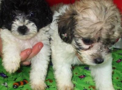 Venda, Filhote, lhasa apso, Porto Alegre,