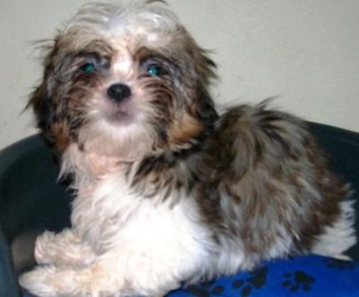 Filhote, raça, shih tzu, Porto Alegre, Pet Shop,