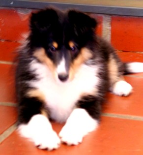 Filhote de Pastor de Shetland