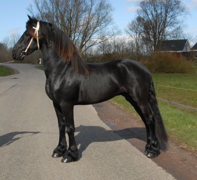    bem treinados e cavalo Friesian saudável.