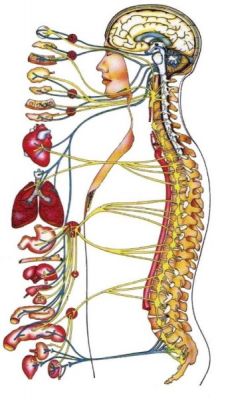 Dores, Problema de Coluna