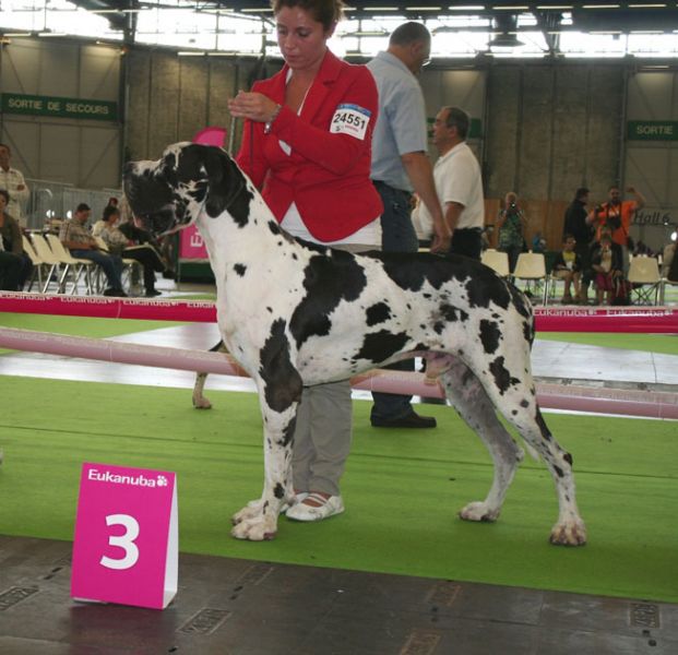 Dogue Alemão - A maior raça canina 