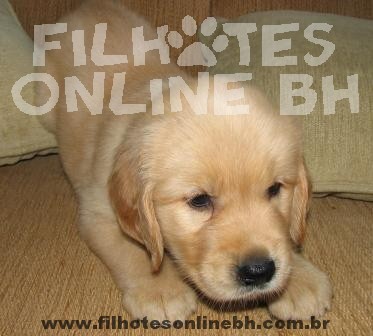 Golden  - Canil Filhotes On Line BH