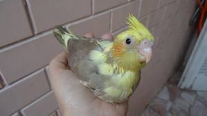 Hamster Chinês, Sírio, Mini Esquilos ou gerbil, Calopsitas variadas, Periquitos, Diamante Gold, etc.