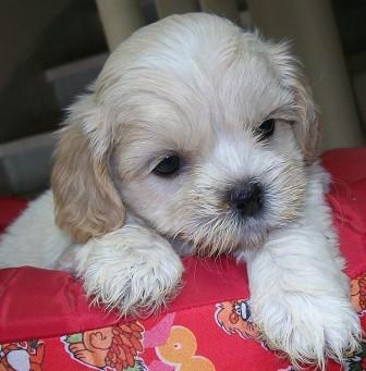 Promoção de pascoa, lhasa apso, macho, Porto Alegre,