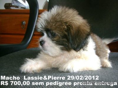 CANIL P&P YOUNGLINGS