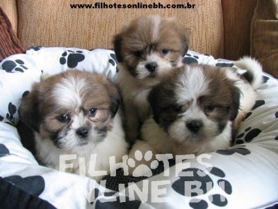 Lhasa Apso - Canil Filhotes On Line BH