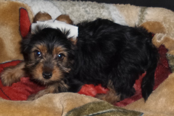 Filhote macho de Yorkie
