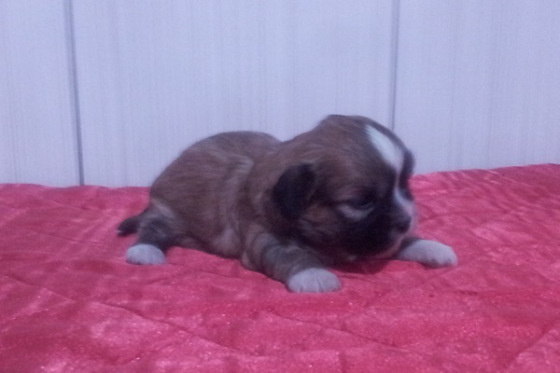 Lindos filhotes de Lhasa Apso