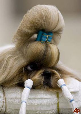 Lindos filhotes de shint-zu R$1.200