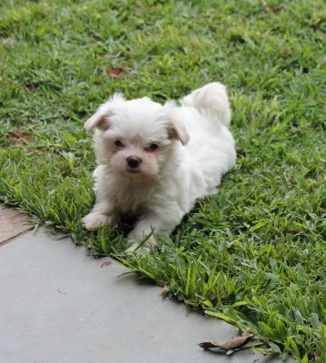 Canil puppy of life- vd filhotes maltes -SP