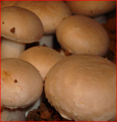 COGUMELOS SHIMEJI, SHITAKE, PARIS E OUTROS
