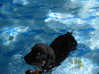 J-Unit Adestramento, Hospedagem & Venda de Filhotes