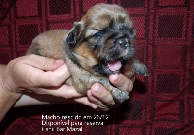 Filhotes de shih tzu