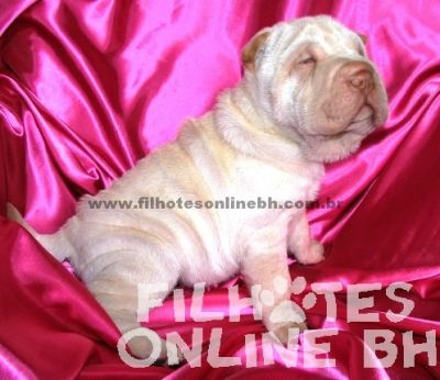 Sharpei a venda - Canil Filhotes On Line