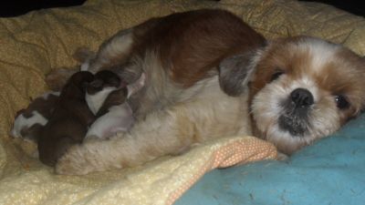 vendo lindo filhote tricolor de shih tzu macho