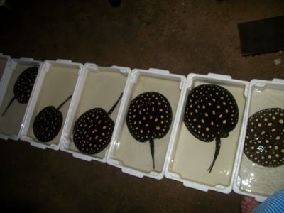 ARRAIAS  DIAMANTE NEGRO - STINGRAYS BLACK DIAMOND, ECLIPSE BLACK ISLAND