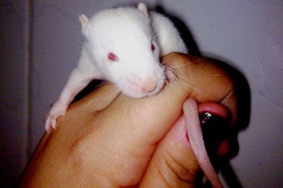 Vendo Ratos Twister.