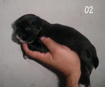 Filhote de Lhasa Apso