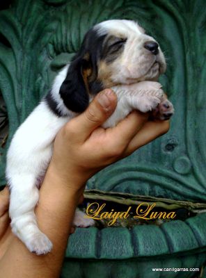 Caes lindos Orelhudos pelo curto e não mordem Basset Hound