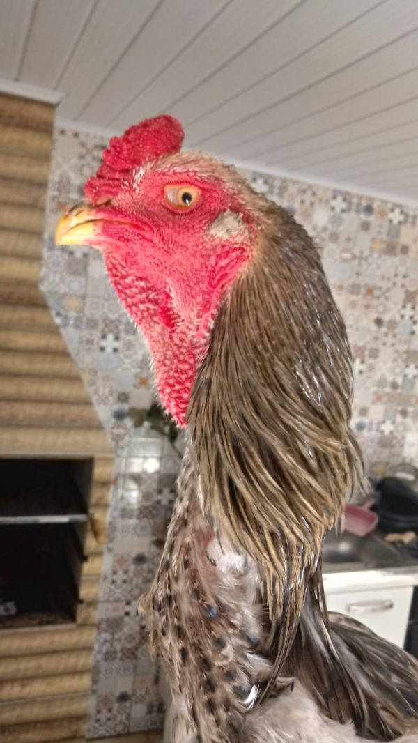 Chocadeira de 30 a 40 ovos totalmente automática rj