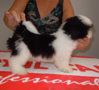 CANIL PORTAIL D´SOLEIL - ESPECIALIZADO NA RAÇA SHIH TZU