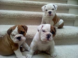 Inglês bulldog filhotes para novas casas