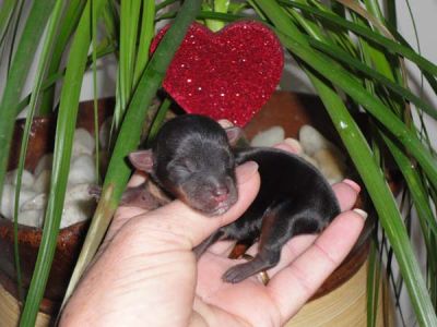 ***YORK*** lindas ninhadas