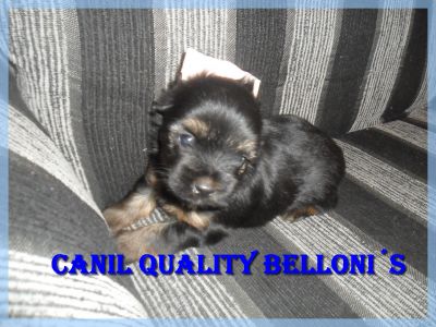 Filhotes de yorkshire