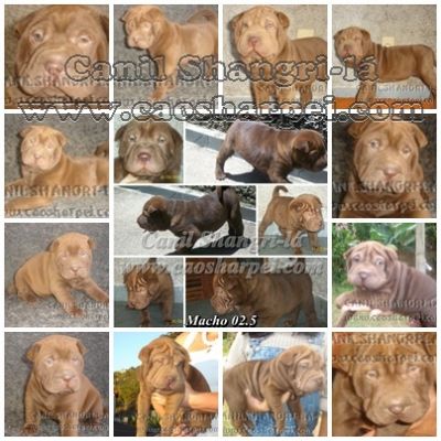 SHARPEI & CHOW-CHOW, OS CÃEZINHOS MAIS FOFOS DO MUNDO