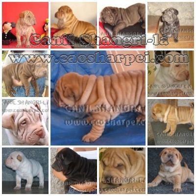 OS CÃEZINHOS MAIS FOFOS DO MUNDO, SHARPEI & CHOW-CHOW