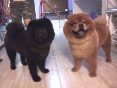 CURSO DE BANHO ,TOSA E ESTÉTICA - PROFISSIONALIZANTE