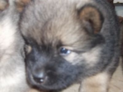 lindos filhotes de chow chow