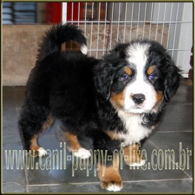 Canil puppy- vd filhotes Bernese Mountain Dog-SP
