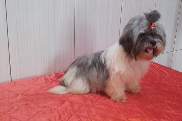 Matriz de Lhasa Apso