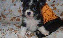 filhotes de Chihuahua para adopção.