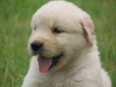 Golden Retriever, Magníficos Filhotes R$800 