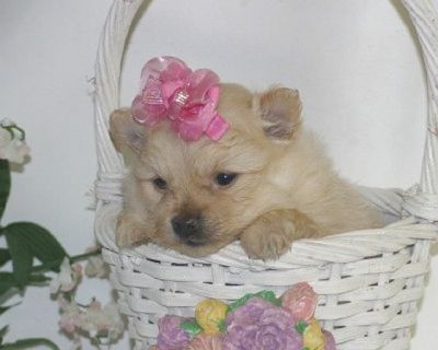 pomeranian cachorros saudáveis disponíveis.