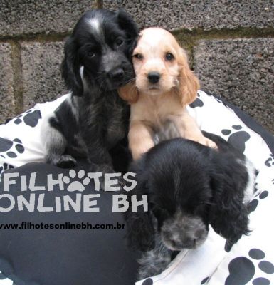 Cocker a venda - Canil Filhotes On Line BH