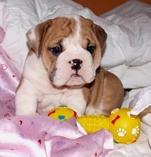 Inglês bulldog cachorrinho disponível