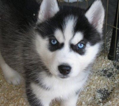 Pare de Procurar!!!Seu Husky Siberiano está aqui.