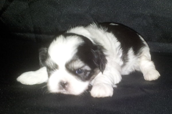 Filhotes Fêmeas de Shih Tzu