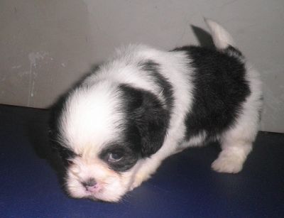 Filhotes de Lhasa Apso